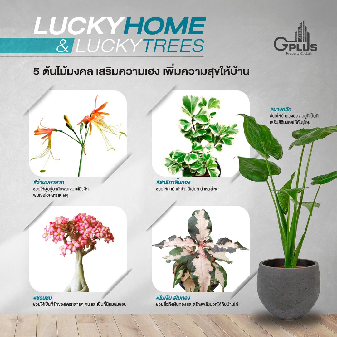 LUCKY HOME & TREES แนะนำ 5 ต้นไม้นำโชค